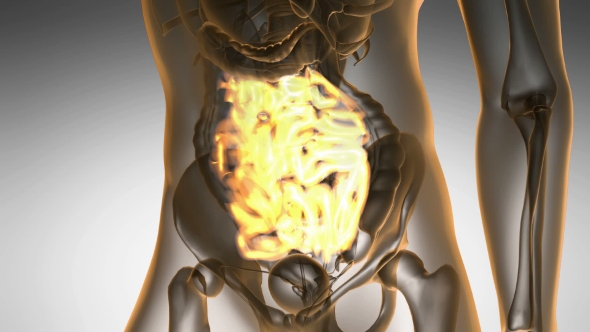 Anatomy Scan of Human Small Intestine - Download Videohive 19928197