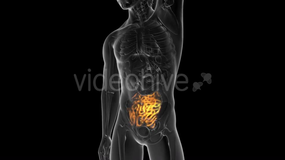 Anatomy Scan of Human Small Intestine - Download Videohive 19928200