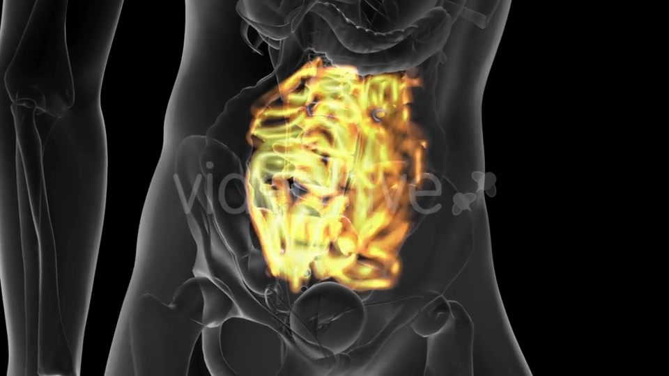 Anatomy Scan of Human Small Intestine - Download Videohive 19928200