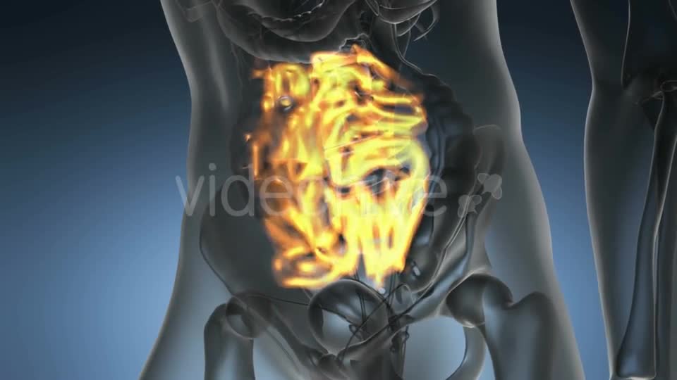 Anatomy Scan of Human Small Intestine - Download Videohive 19989697