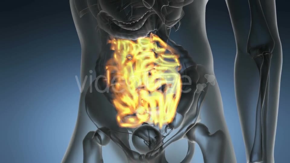 Anatomy Scan of Human Small Intestine - Download Videohive 19989697
