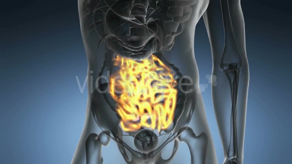 Anatomy Scan of Human Small Intestine - Download Videohive 19989697