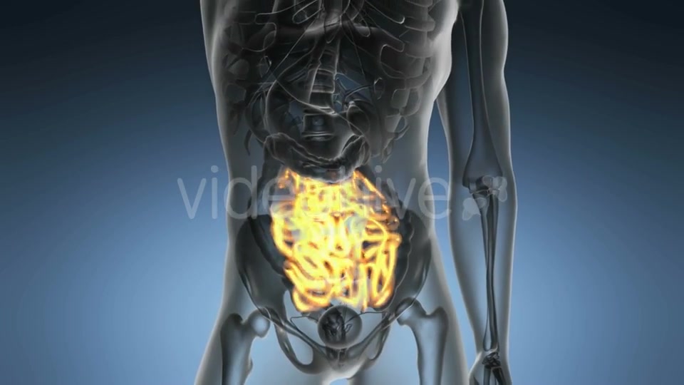 Anatomy Scan of Human Small Intestine - Download Videohive 19989697