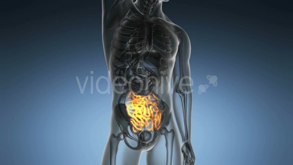 Anatomy Scan of Human Small Intestine - Download Videohive 19989697