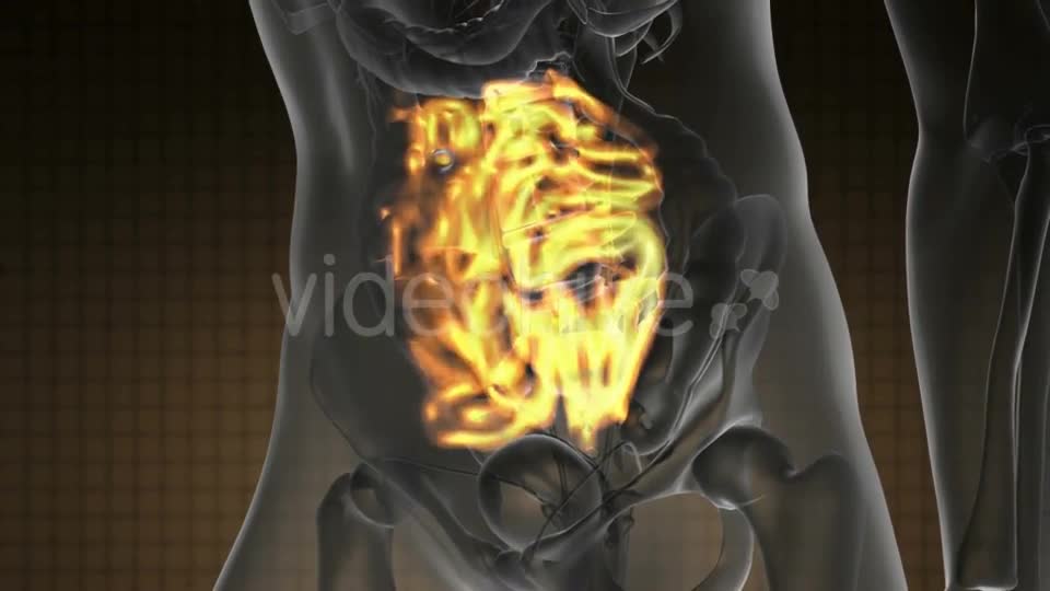 Anatomy Scan of Human Small Intestine - Download Videohive 20290830