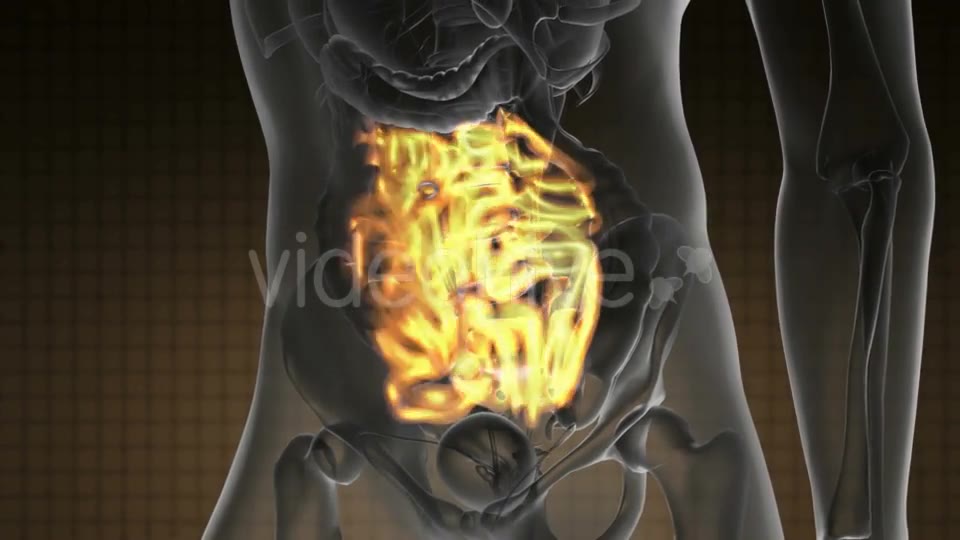 Anatomy Scan of Human Small Intestine - Download Videohive 20290830