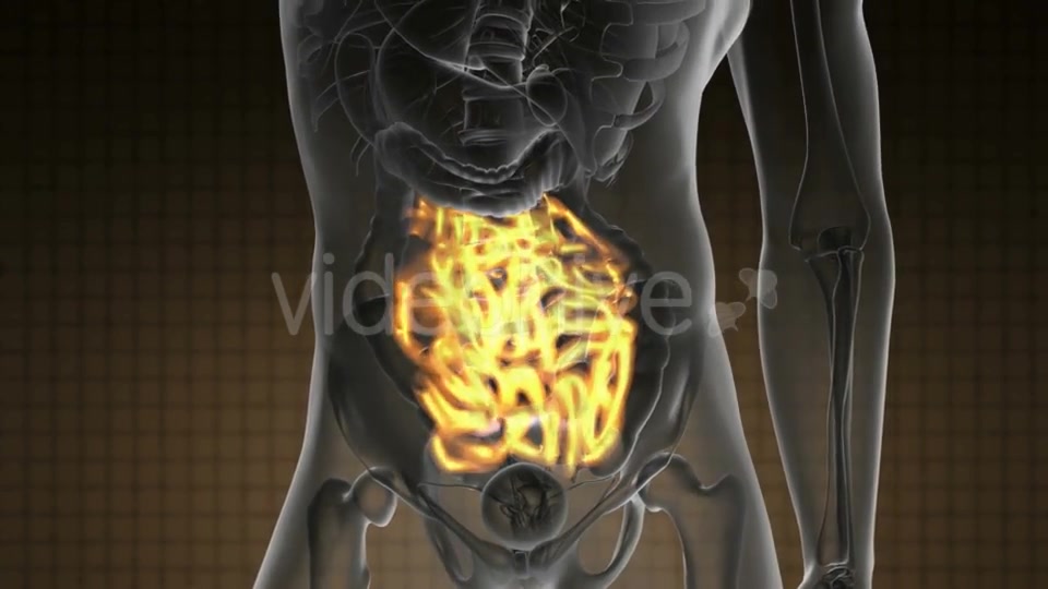 Anatomy Scan of Human Small Intestine - Download Videohive 20290830