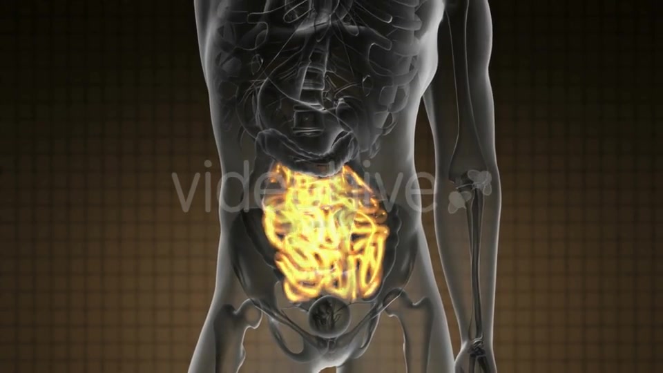 Anatomy Scan of Human Small Intestine - Download Videohive 20290830