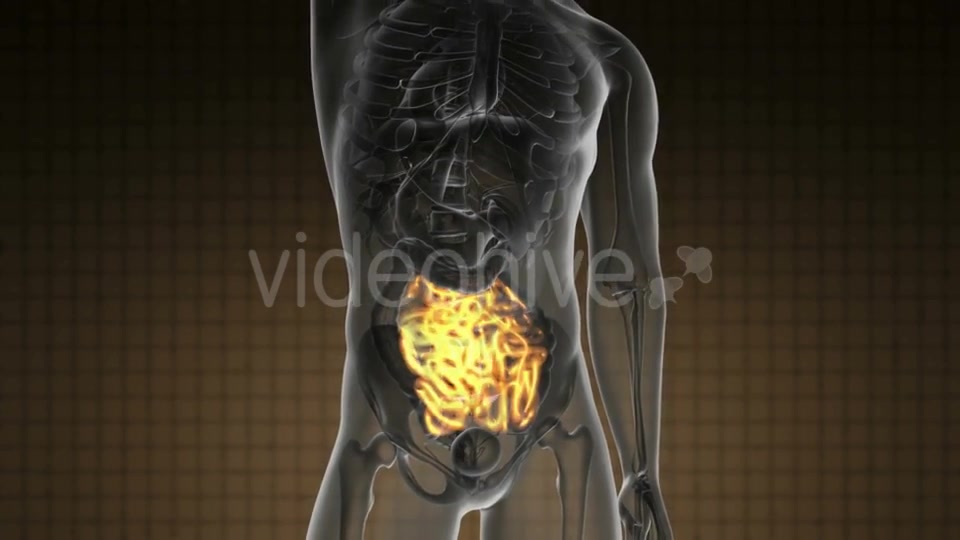 Anatomy Scan of Human Small Intestine - Download Videohive 20290830