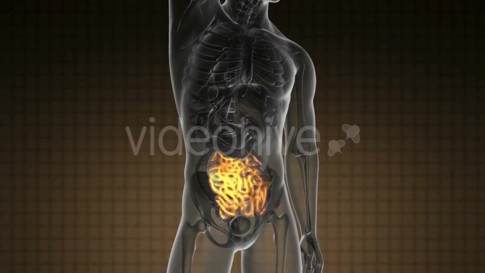 Anatomy Scan of Human Small Intestine - Download Videohive 20290830