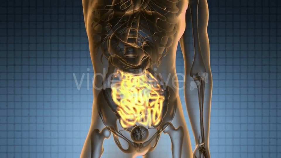 Anatomy Scan of Human Small Intestine - Download Videohive 20567285