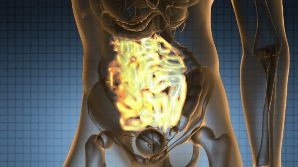 Anatomy Scan of Human Small Intestine - Download Videohive 20567285