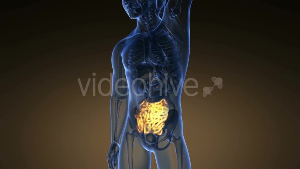 Anatomy Scan of Human Small Intestine - Download Videohive 20915658
