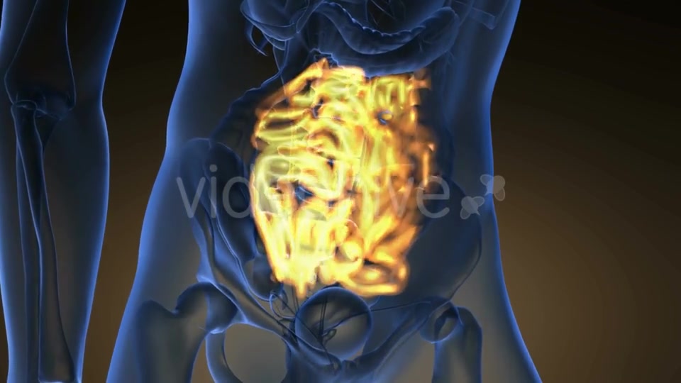Anatomy Scan of Human Small Intestine - Download Videohive 20915658