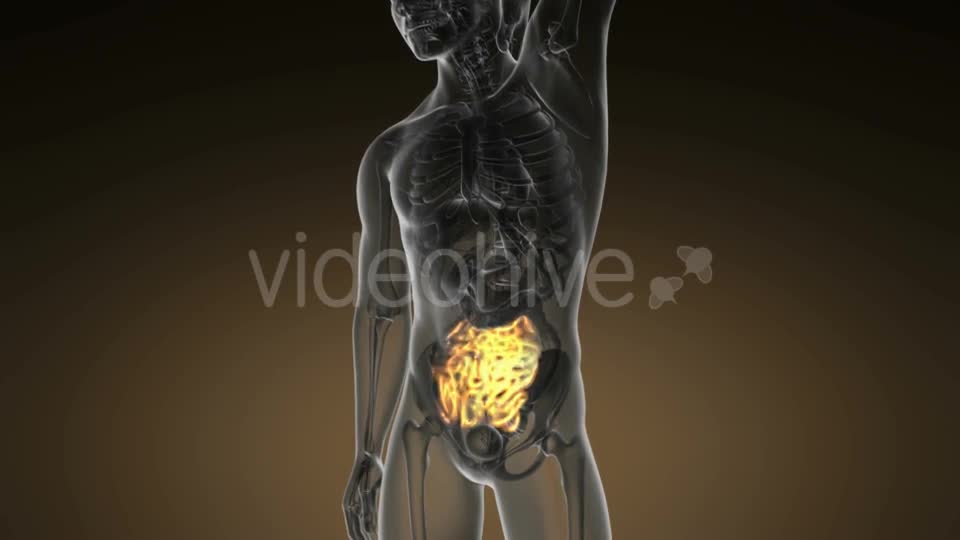 Anatomy Scan of Human Small Intestine - Download Videohive 21094727