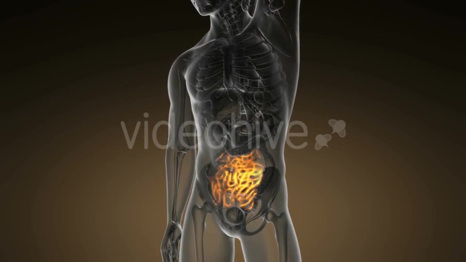 Anatomy Scan of Human Small Intestine - Download Videohive 21094727