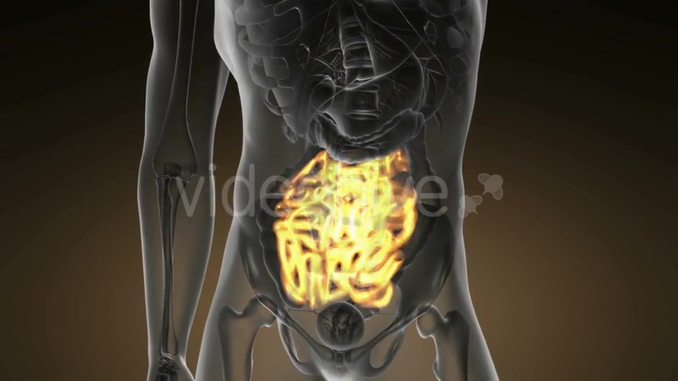 Anatomy Scan of Human Small Intestine - Download Videohive 21094727