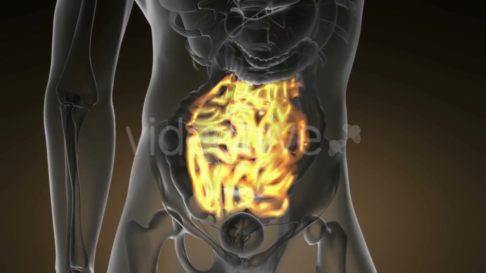 Anatomy Scan of Human Small Intestine - Download Videohive 21094727