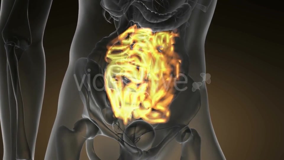 Anatomy Scan of Human Small Intestine - Download Videohive 21094727