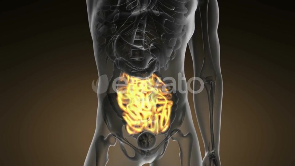 Anatomy Scan of Human Small Intestine - Download Videohive 21978578