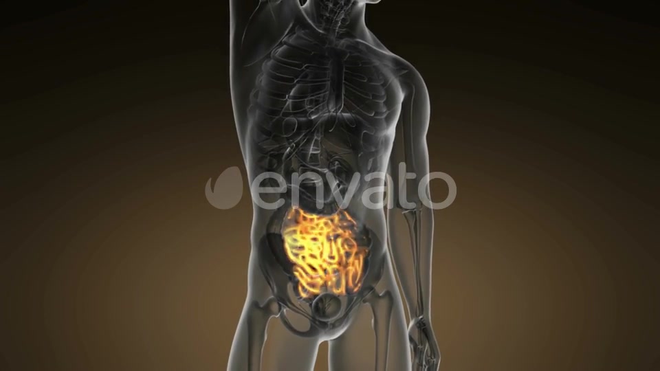 Anatomy Scan of Human Small Intestine - Download Videohive 21978578