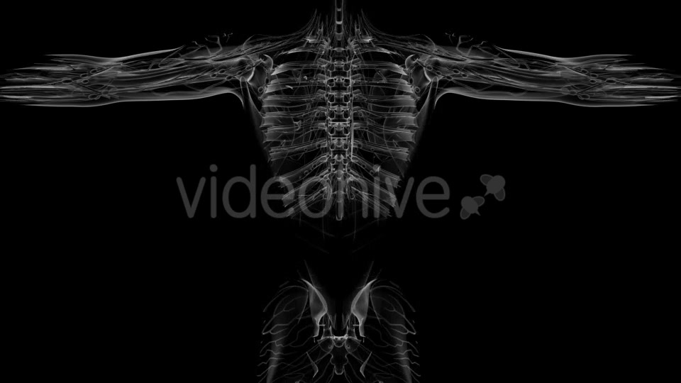 Anatomy Tomography Scan of Human Body - Download Videohive 18964833