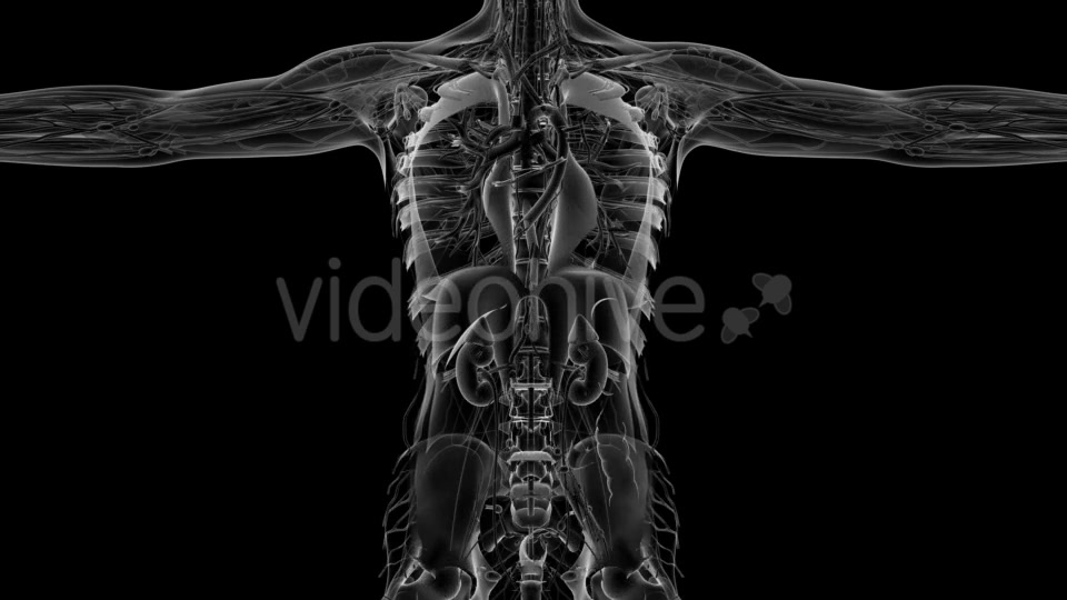 Anatomy Tomography Scan of Human Body - Download Videohive 18964833