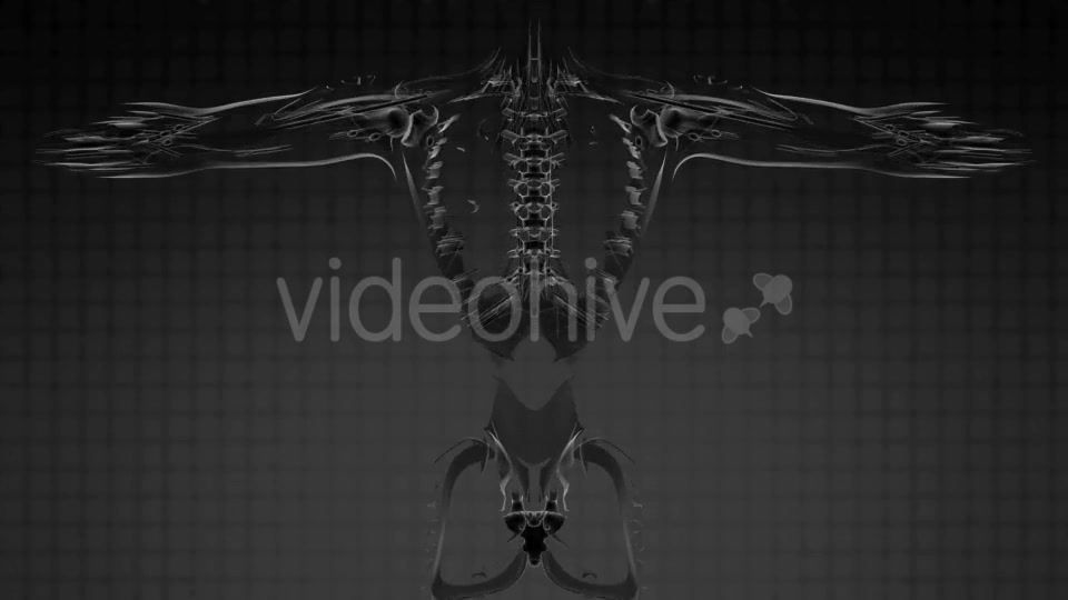 Anatomy Tomography Scan of Human Body - Download Videohive 18964990