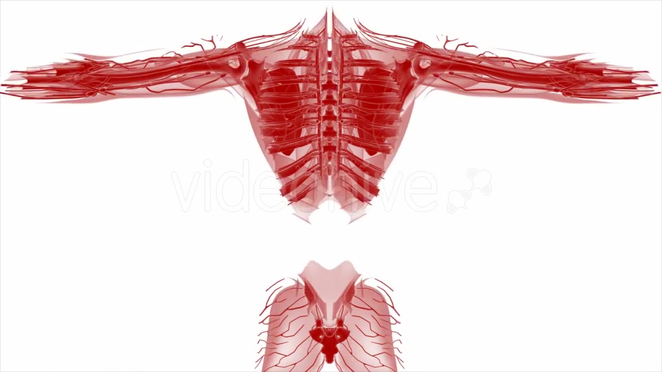 Anatomy Tomography Scan of Human Body - Download Videohive 19109438