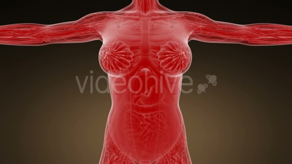 Anatomy Tomography Scan of Human Body - Download Videohive 19989802