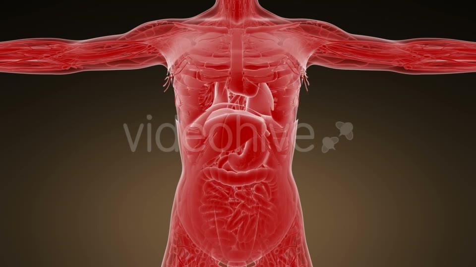 Anatomy Tomography Scan of Human Body - Download Videohive 19989802