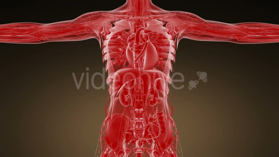 Anatomy Tomography Scan of Human Body - Download Videohive 19989802