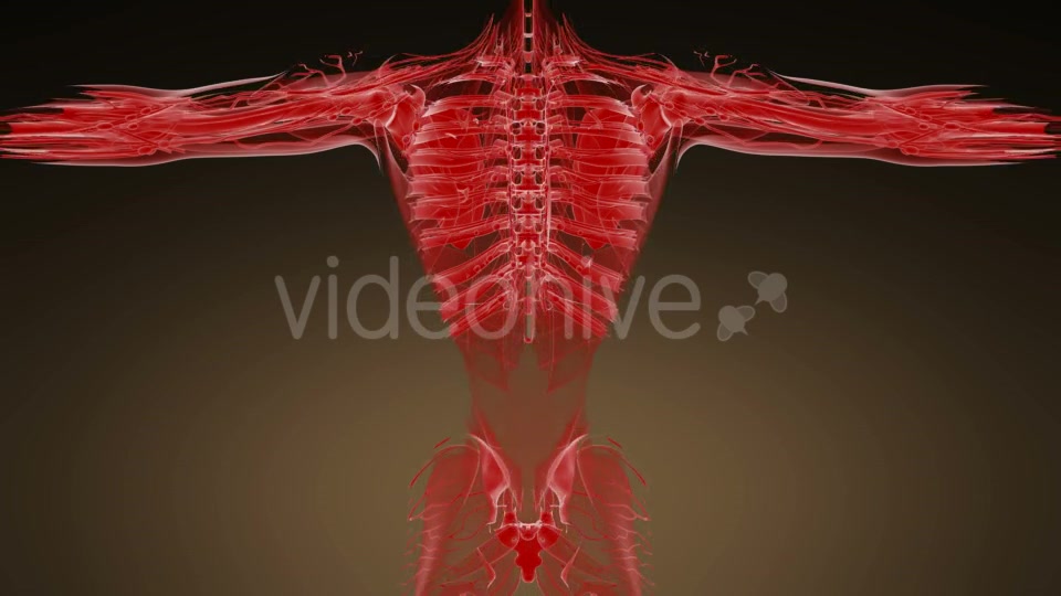 Anatomy Tomography Scan of Human Body - Download Videohive 19989802