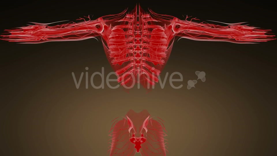 Anatomy Tomography Scan of Human Body - Download Videohive 19989802