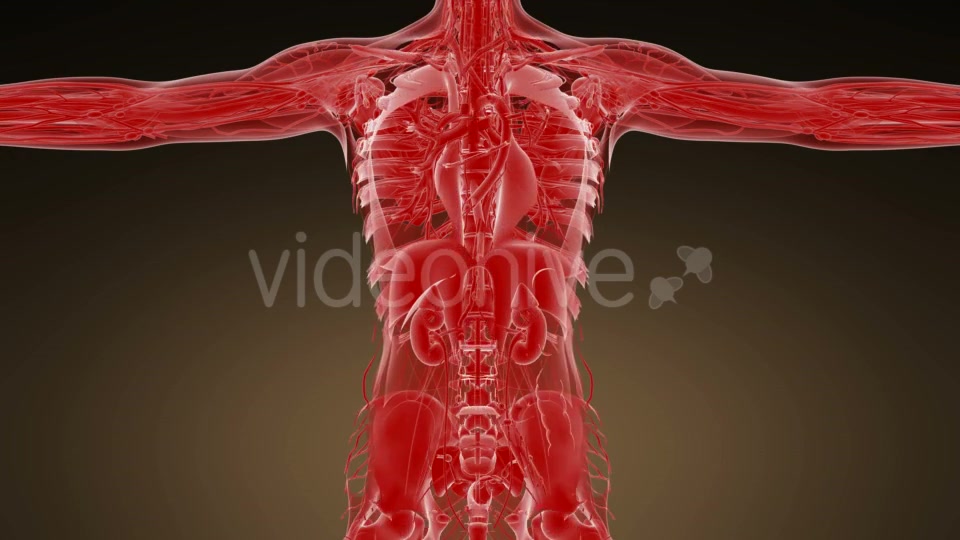 Anatomy Tomography Scan of Human Body - Download Videohive 19989802