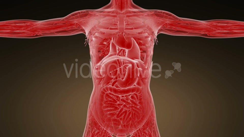 Anatomy Tomography Scan of Human Body - Download Videohive 19989802