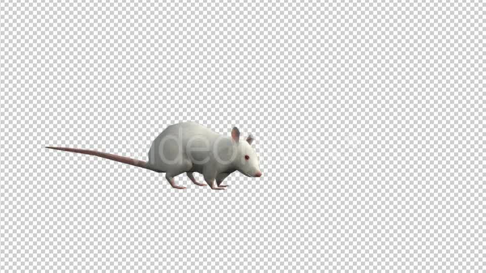 Animal Pack White Mouse 3 Scene - Download Videohive 19623172
