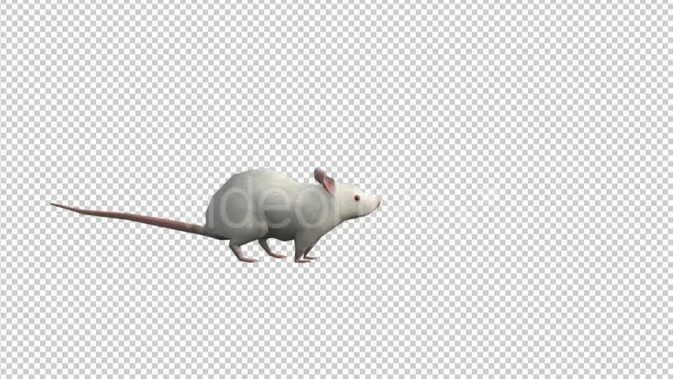 Animal Pack White Mouse 3 Scene - Download Videohive 19623172