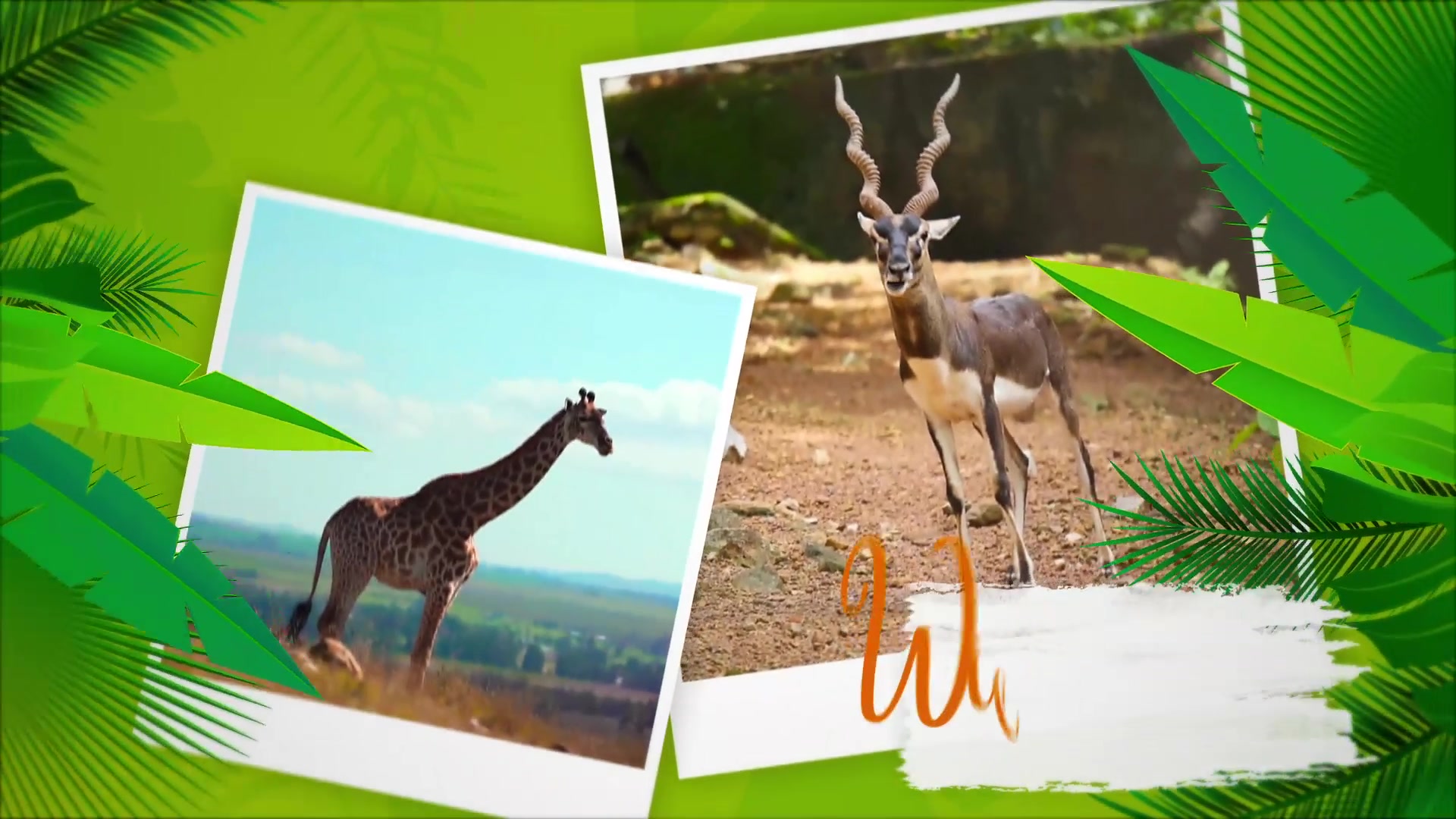 Animals World Slideshow Videohive 31050522 After Effects Image 4