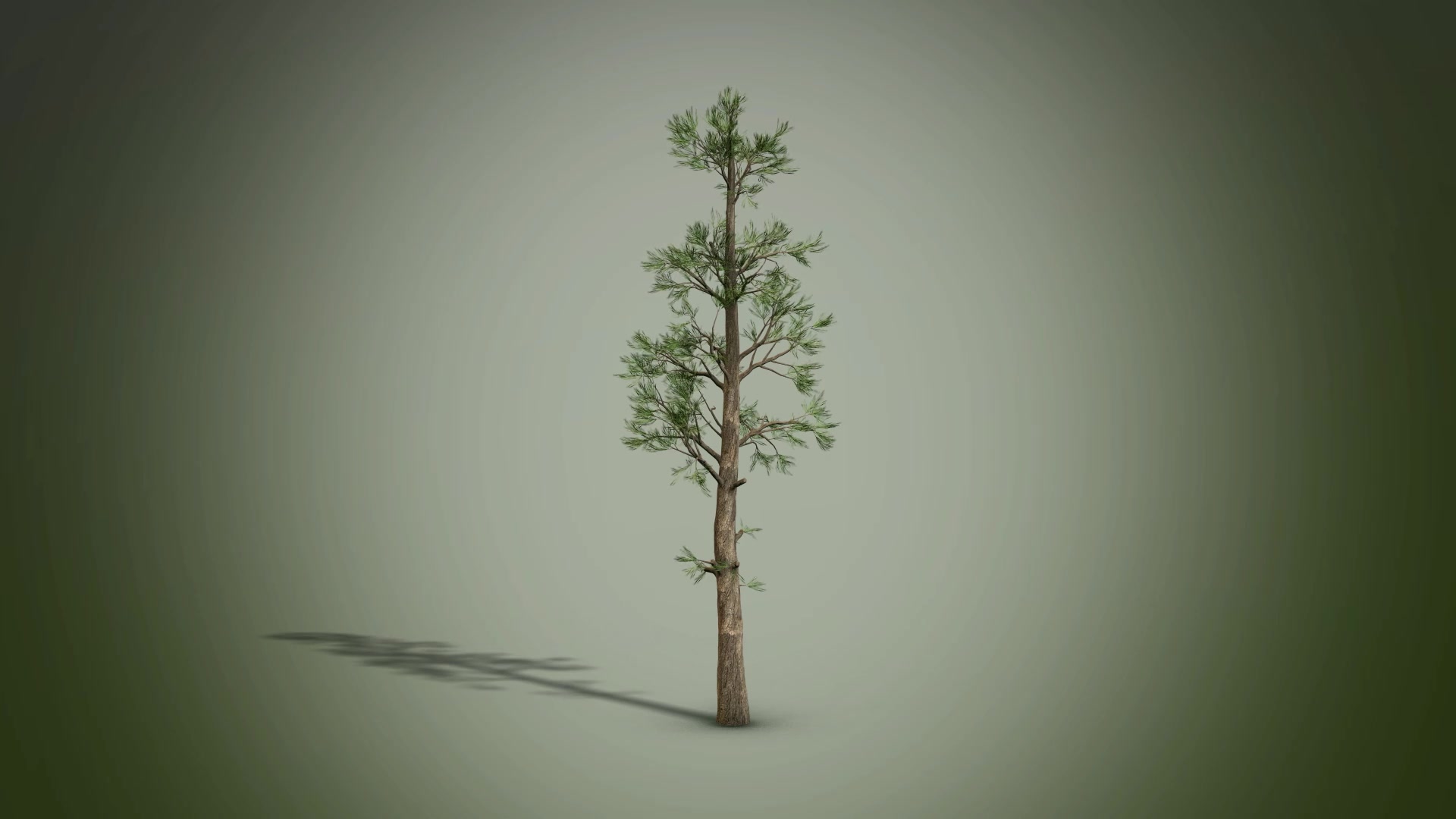 Animated Tree Pack Videohive 28600653 After Effects Image 6