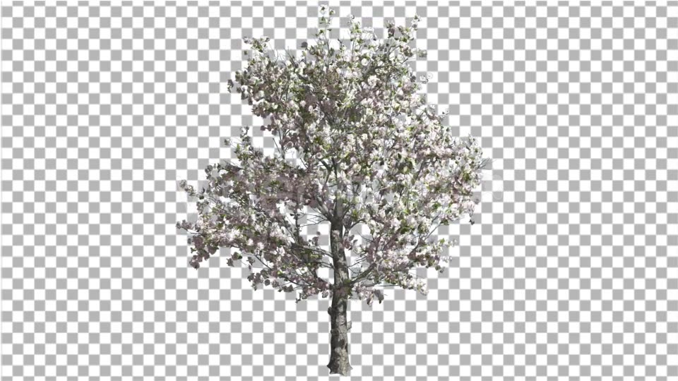Apple Tree Pink Flowers Cut of Chroma Key Tree on - Download Videohive 13511036