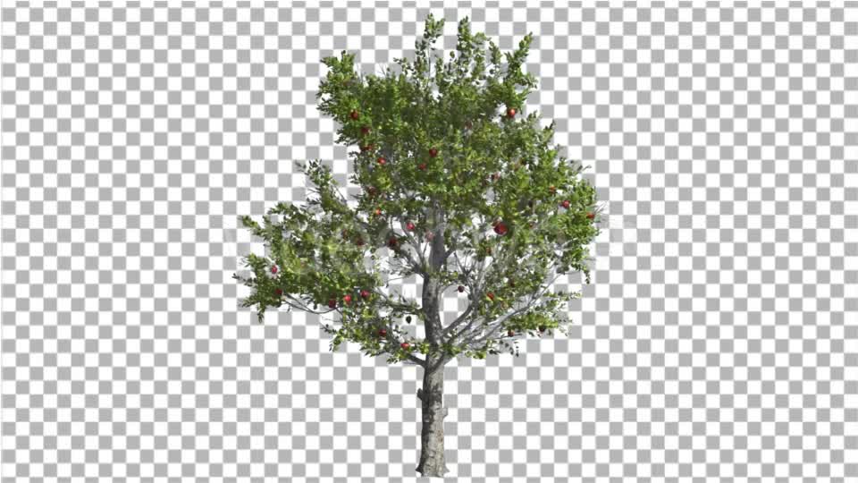 Apple Tree Red Fruits Thin Tree Swaying at the - Download Videohive 16836784