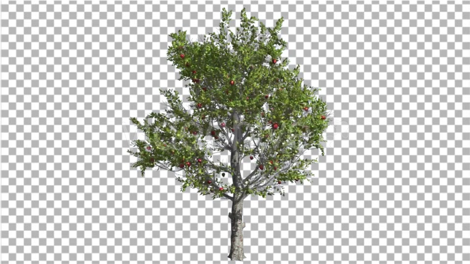 Apple Tree Red Fruits Thin Tree Swaying at the - Download Videohive 16836784