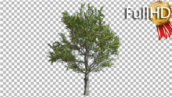 Apple Tree Red Fruits Thin Tree Swaying at the - Download Videohive 16836784