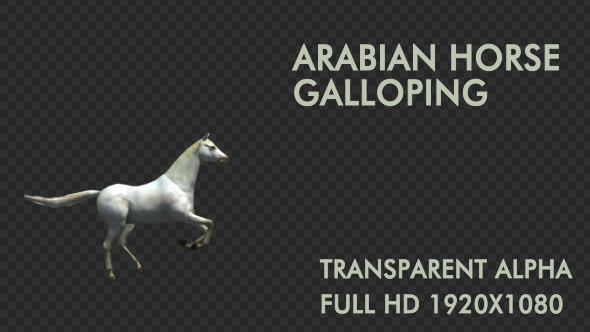 Arabian Horse Galloping - Download Videohive 19198852