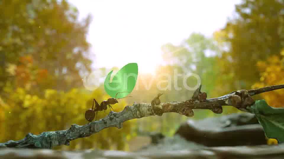 Autumn Forest Nature Logo Videohive 30617950 After Effects Image 10