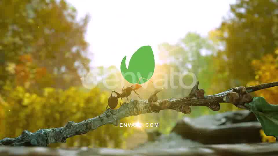 Autumn Forest Nature Logo Videohive 30617950 After Effects Image 11