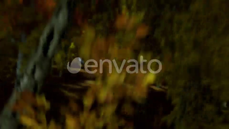 Autumn Forest Nature Logo Videohive 30617950 After Effects Image 4