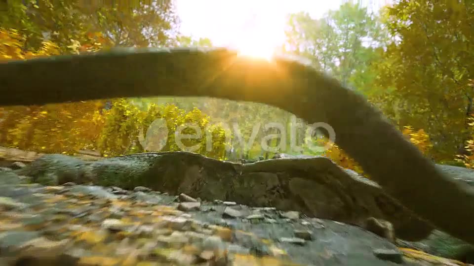 Autumn Forest Nature Logo Videohive 30617950 After Effects Image 6