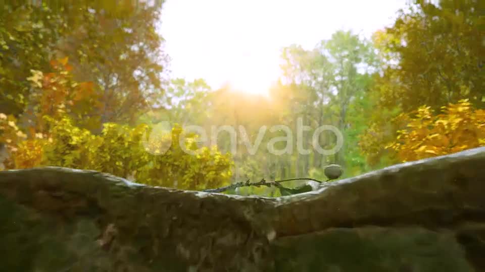 Autumn Forest Nature Logo Videohive 30617950 After Effects Image 7